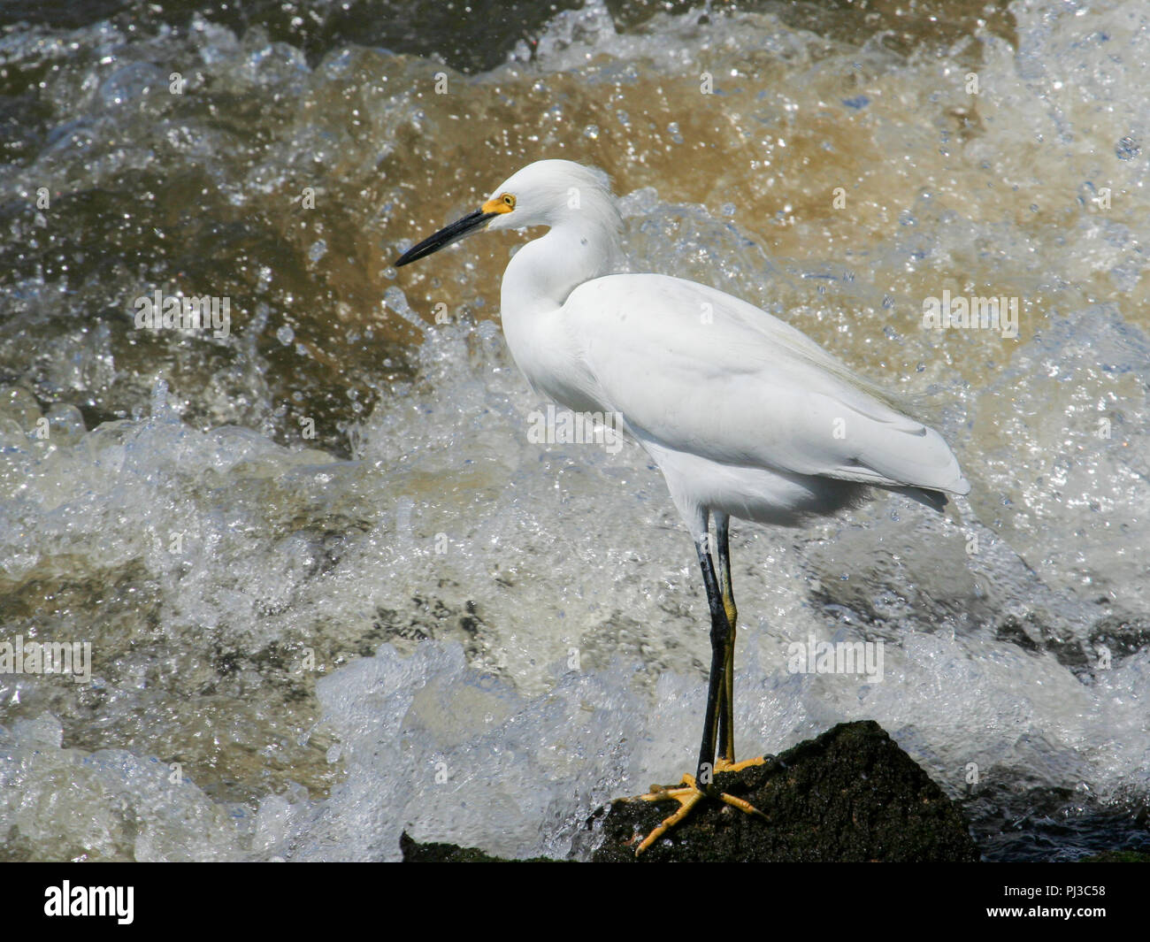 Ein snowy egret durch Wellen gesichert. Stockfoto
