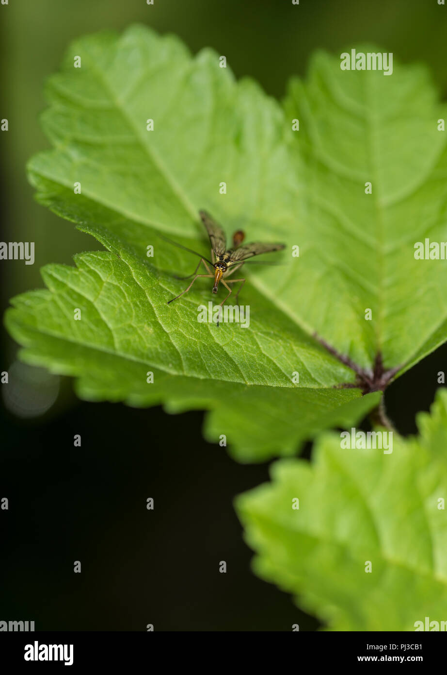 Scorpionfly sitzt auf einem grünen Blatt Stockfoto
