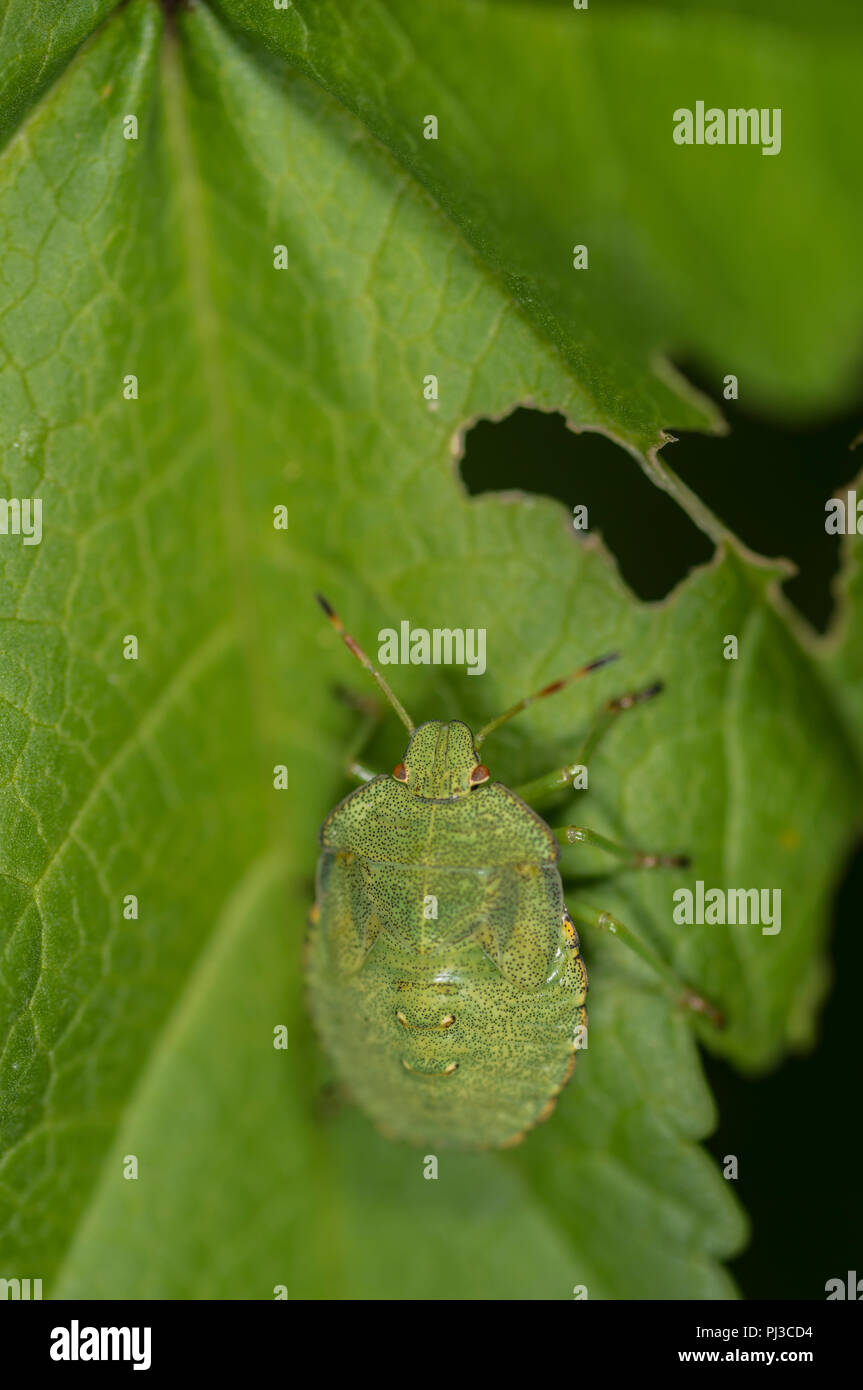 Grüne schild Bug auf einem grünen Blatt Stockfoto