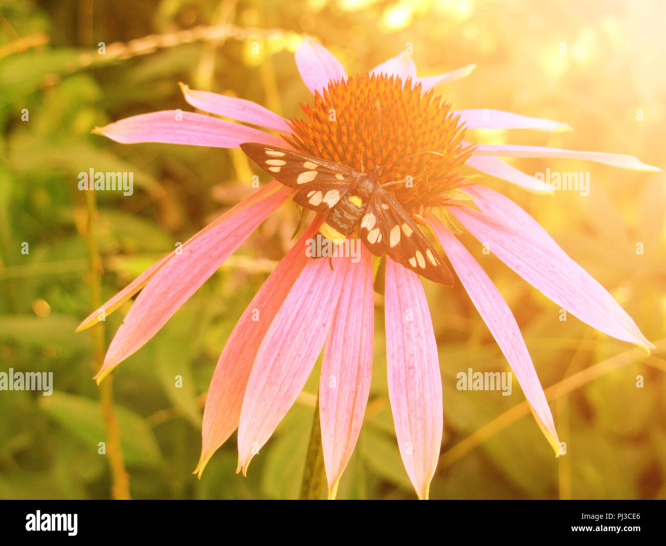 Farbe Schmetterling sammelt Nektar auf einer Blume an einem sonnigen Tag Stockfoto
