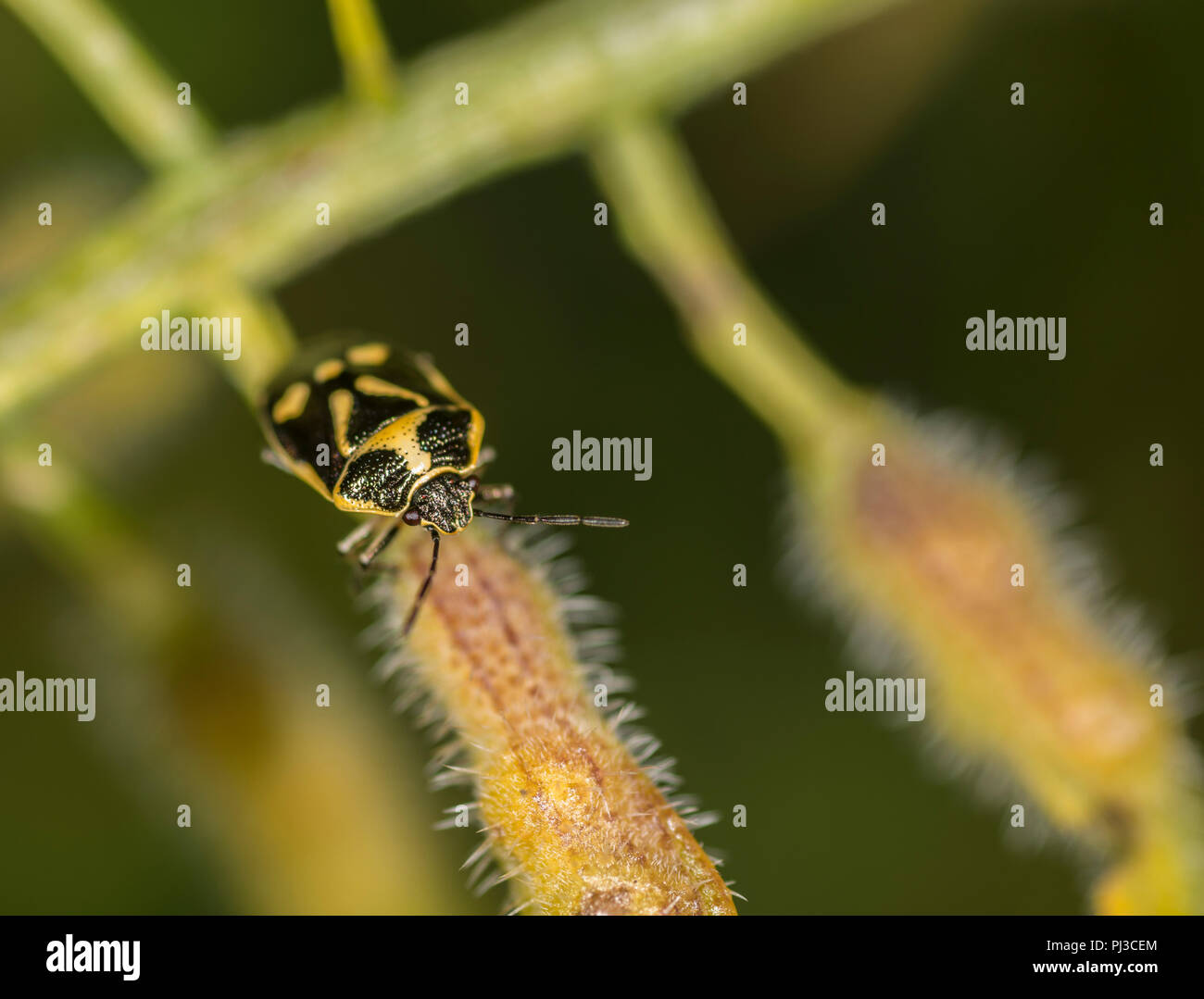 Frisch geschlüpfte Braun marmorated shield Bug auf einen Zweig Stockfoto