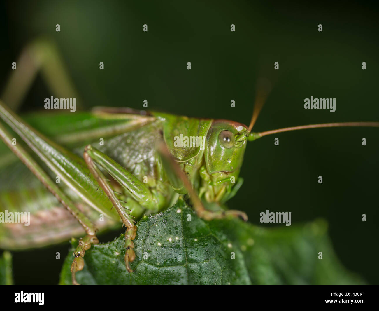 Super Green Bush Cricket sitzen am Rande eines grünen Blatt Stockfoto
