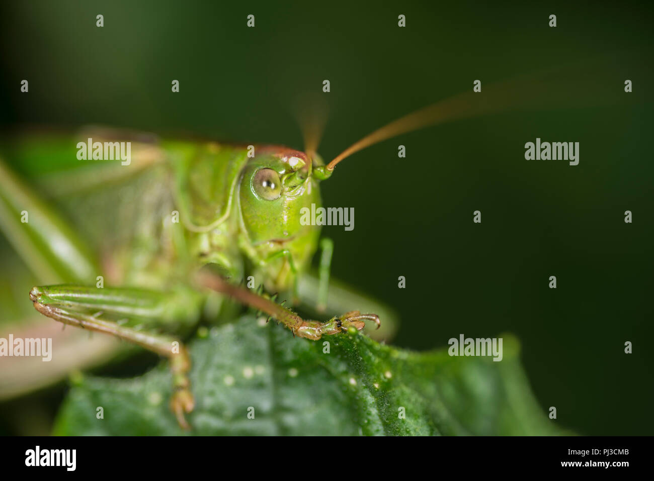 Super Green Bush Cricket sitzen am Rande eines grünen Blatt Stockfoto