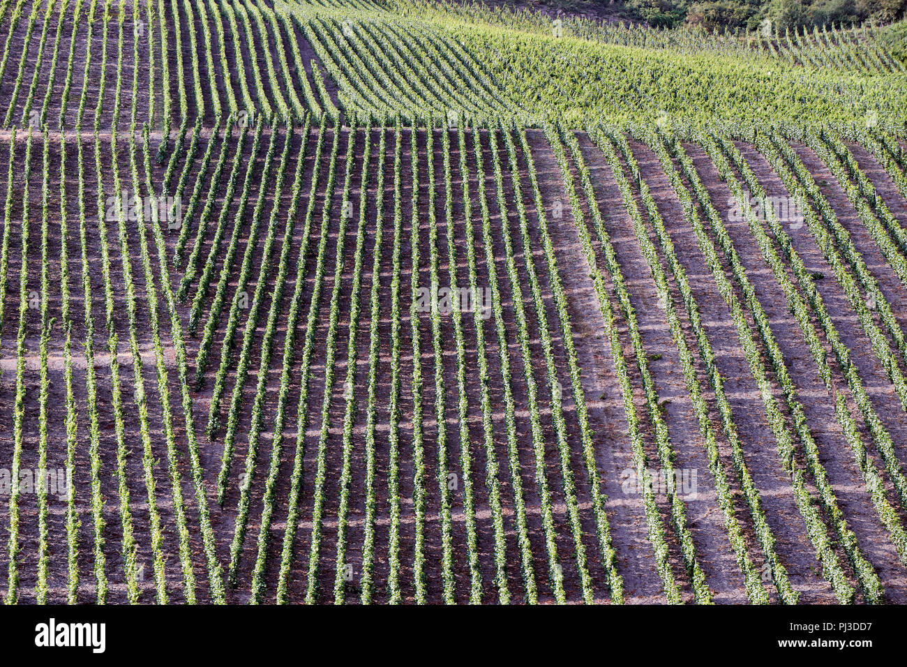 Weinberge, Reihen von Reben wachsen auf dem abfallenden Ufer des Rheins in der Nähe von filsen Stockfoto