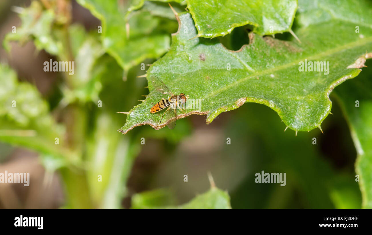 Makro von Hoverfly (Syrphidae) auf einem grünen Blatt Stockfoto