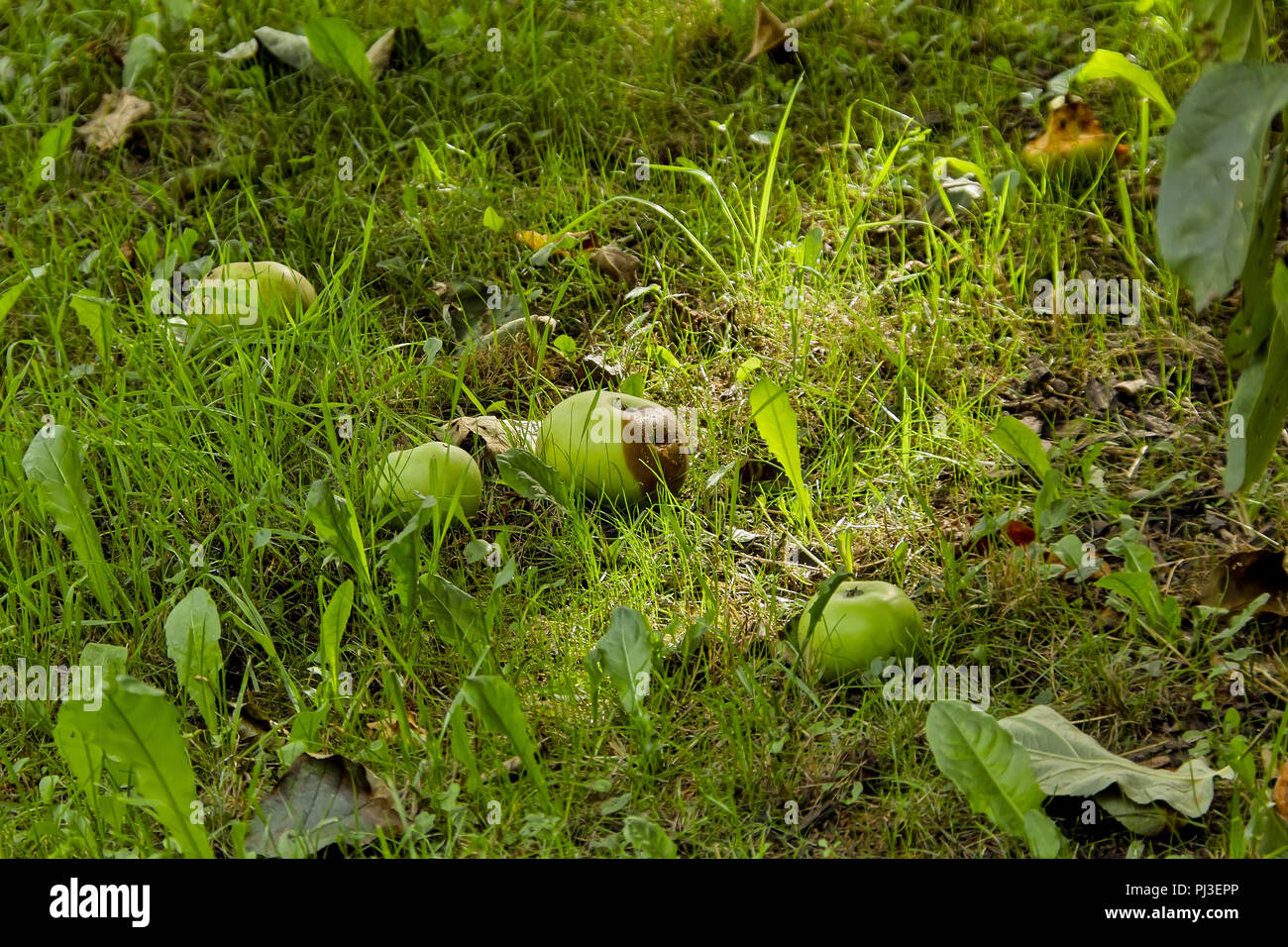 Orchard, Äpfel, Windfall, Herbst Obst im Herbst, Bayern, Deutschland, Europa Stockfoto