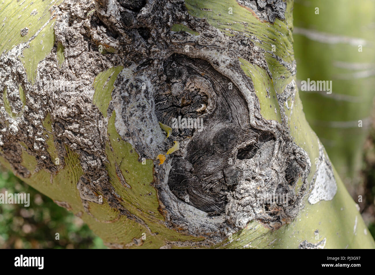 Baumstamm mit tiefen Schnitt, Nahaufnahme. Stockfoto