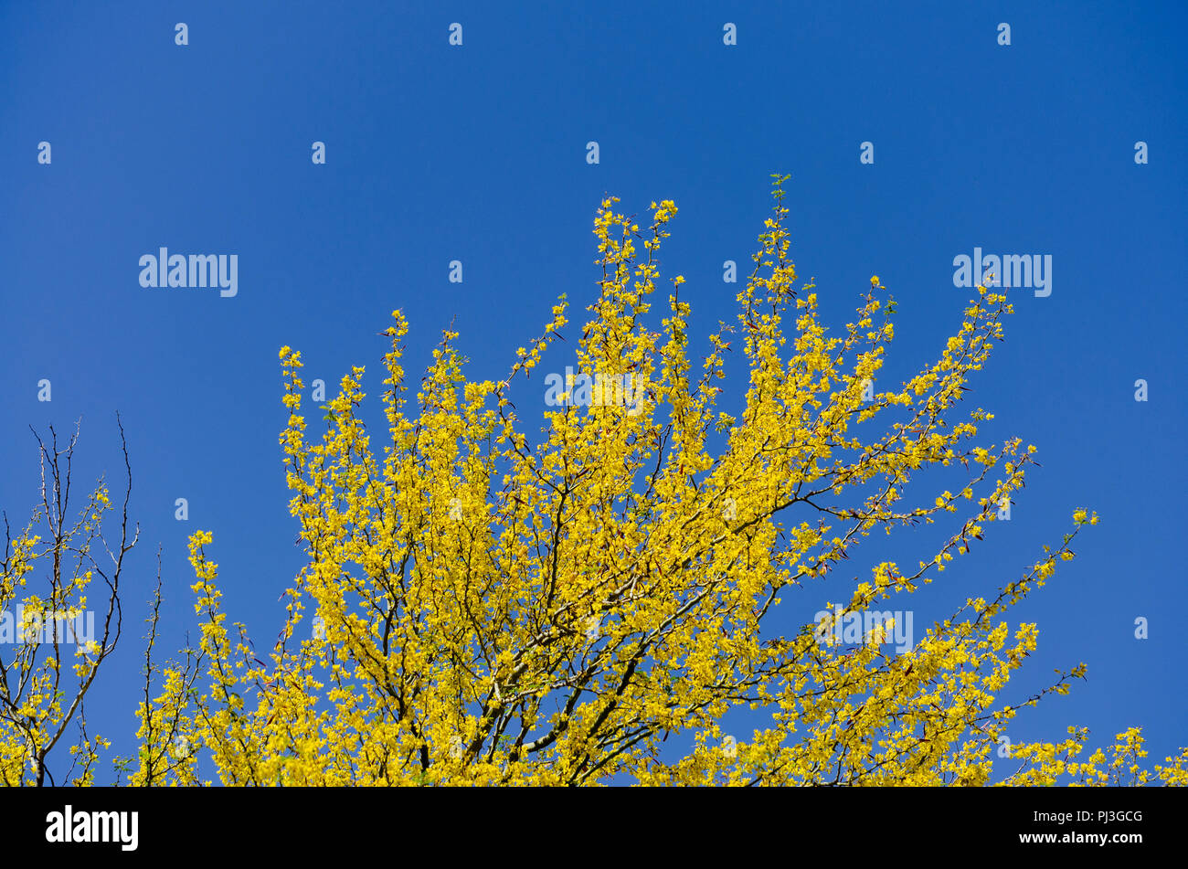 Tree Top mit gelben Blüten vor einem strahlend blauen Himmel. Stockfoto