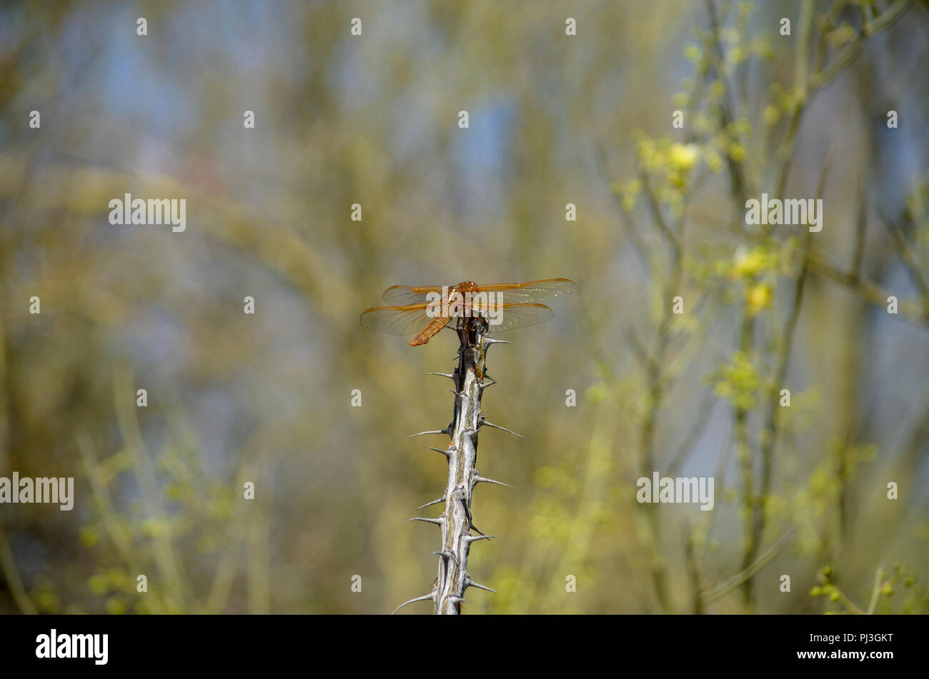 Orange Dragonfly Einstellung Kaktus. Stockfoto