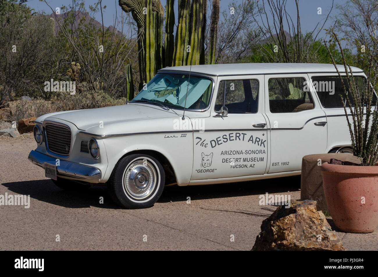 Studebaker Lark 8 Automobil mit Weißwandreifen. Stockfoto