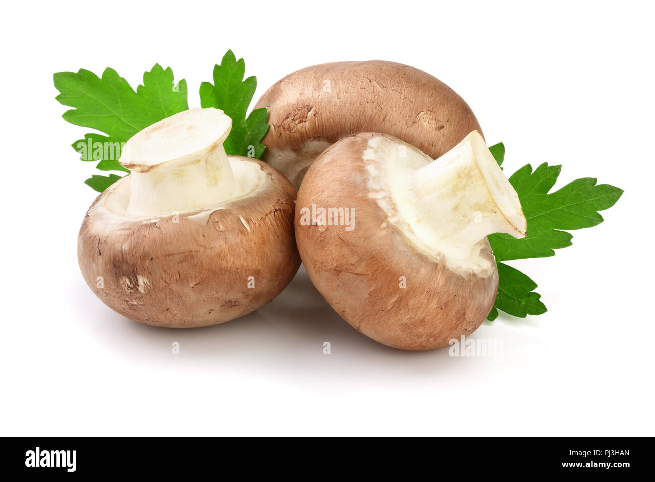 Royal Braun Champignon mit Petersilie Blatt auf weißem Hintergrund Stockfoto