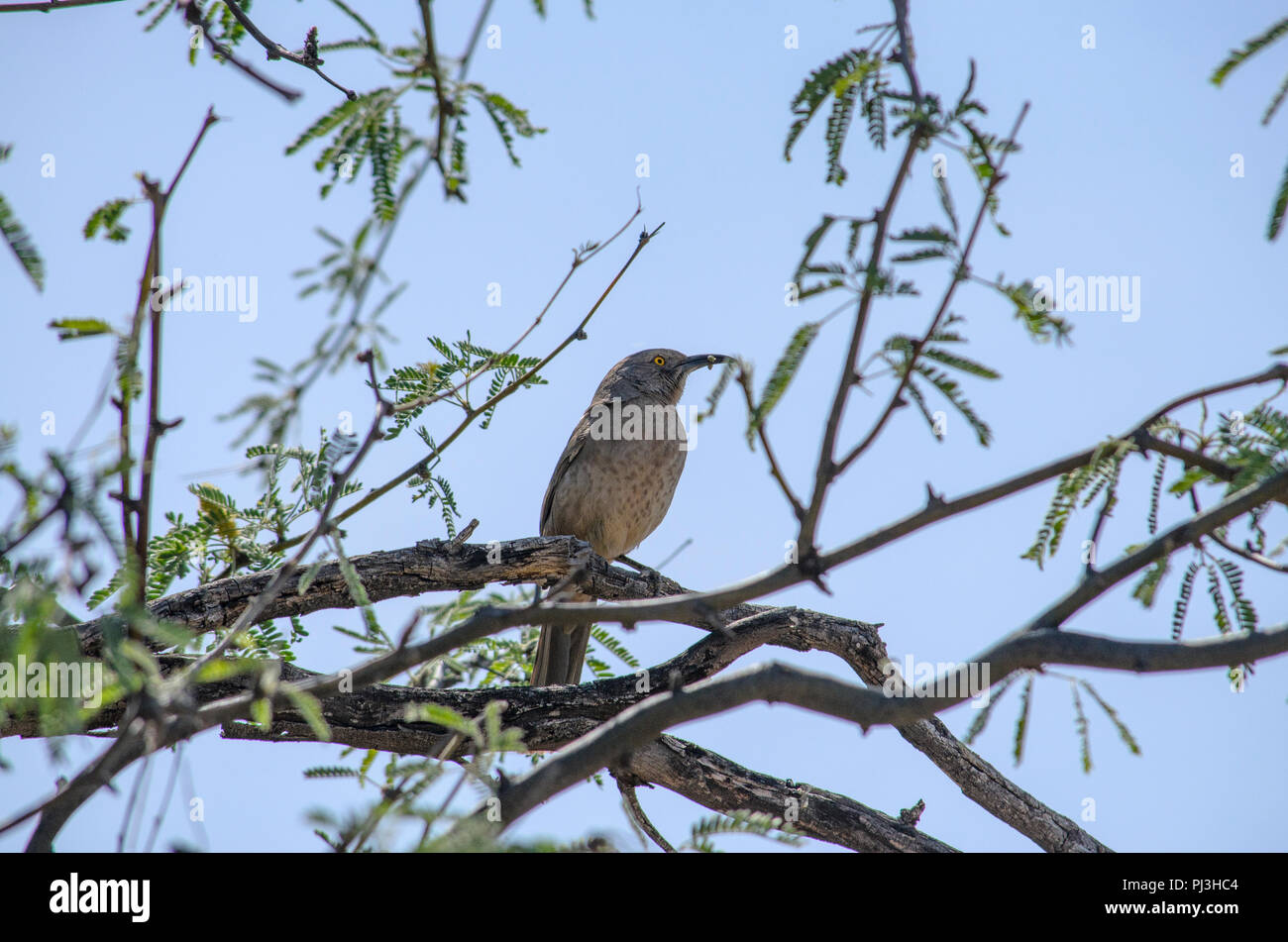 Nahaufnahme der graue Vogel mit Spots Einstellung im Baum. Stockfoto