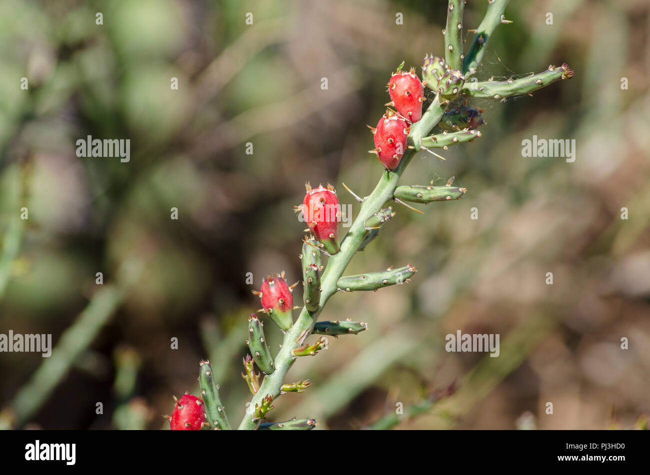 Bleistift kaktus -Fotos und -Bildmaterial in hoher Auflösung – Alamy