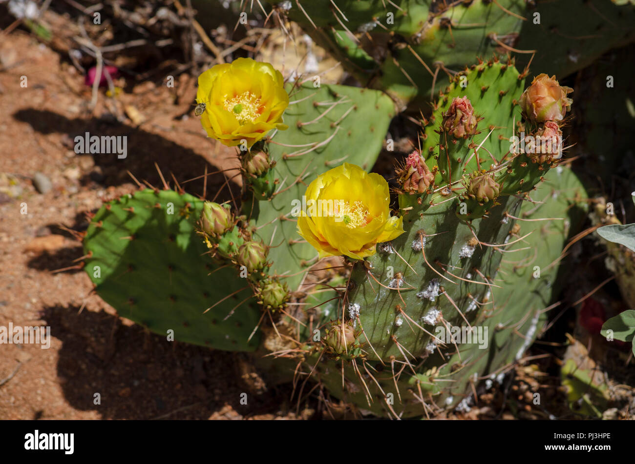Gelbe Blumen auf einem Feigenkakteen. Stockfoto