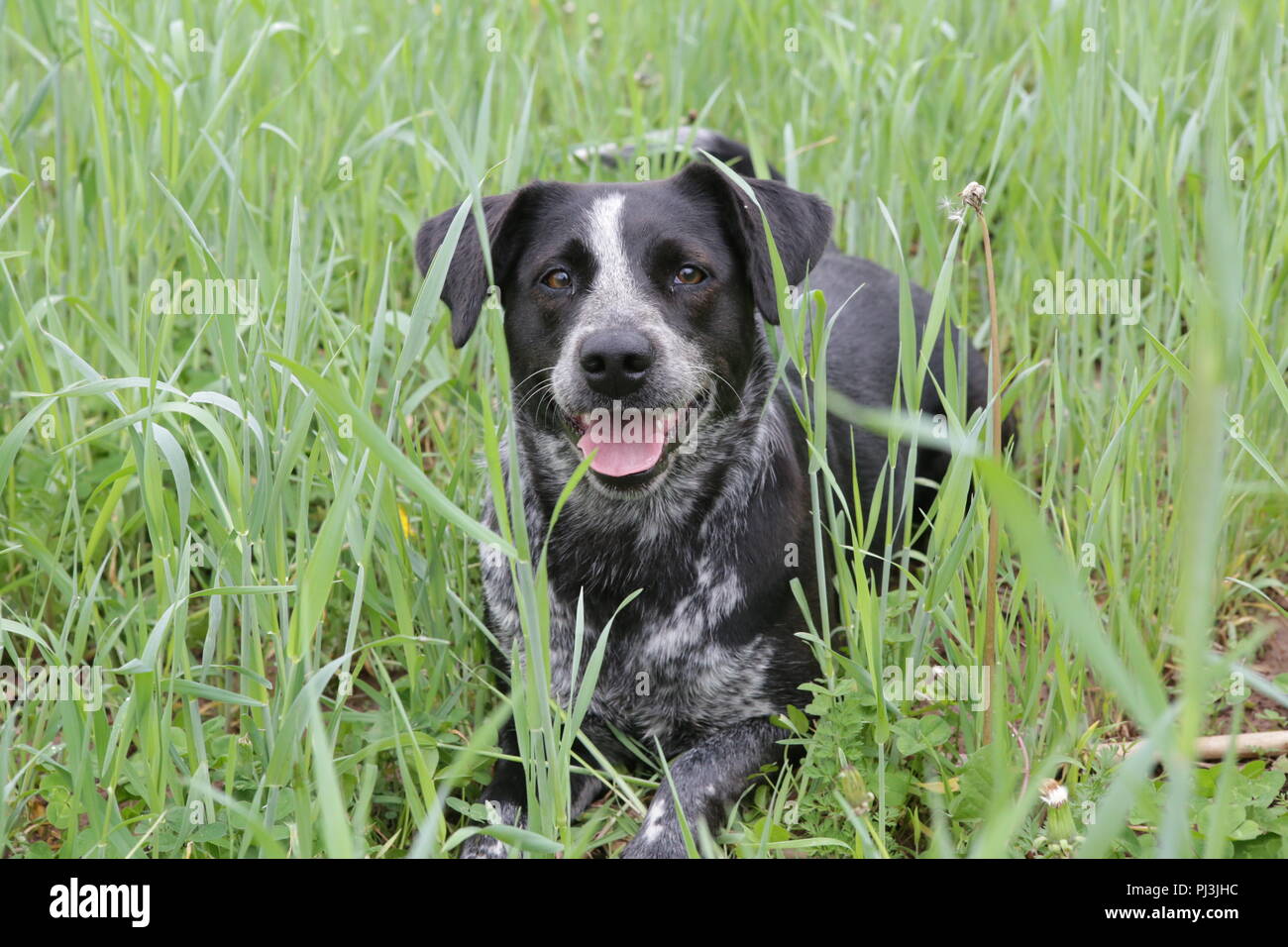 Schwarze und weisse Hund im Gras Stockfoto
