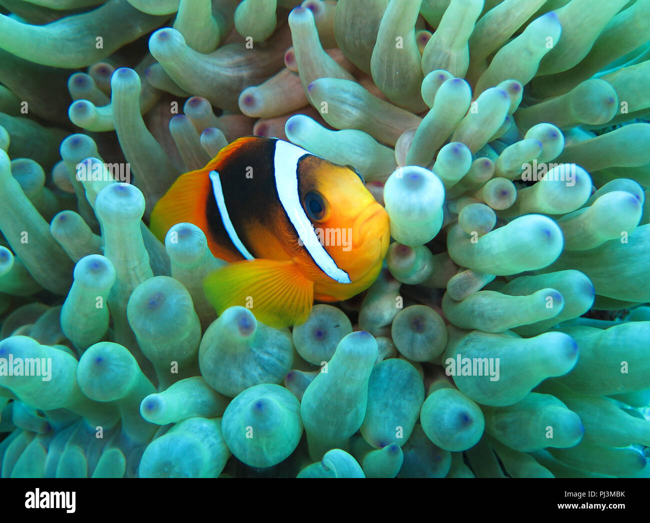 Seeanemone (Actiniaria) Rotmeer-Anemonenfisch (Amphiprion bicinctus), Rotes Meer, Aegypten Stockfoto