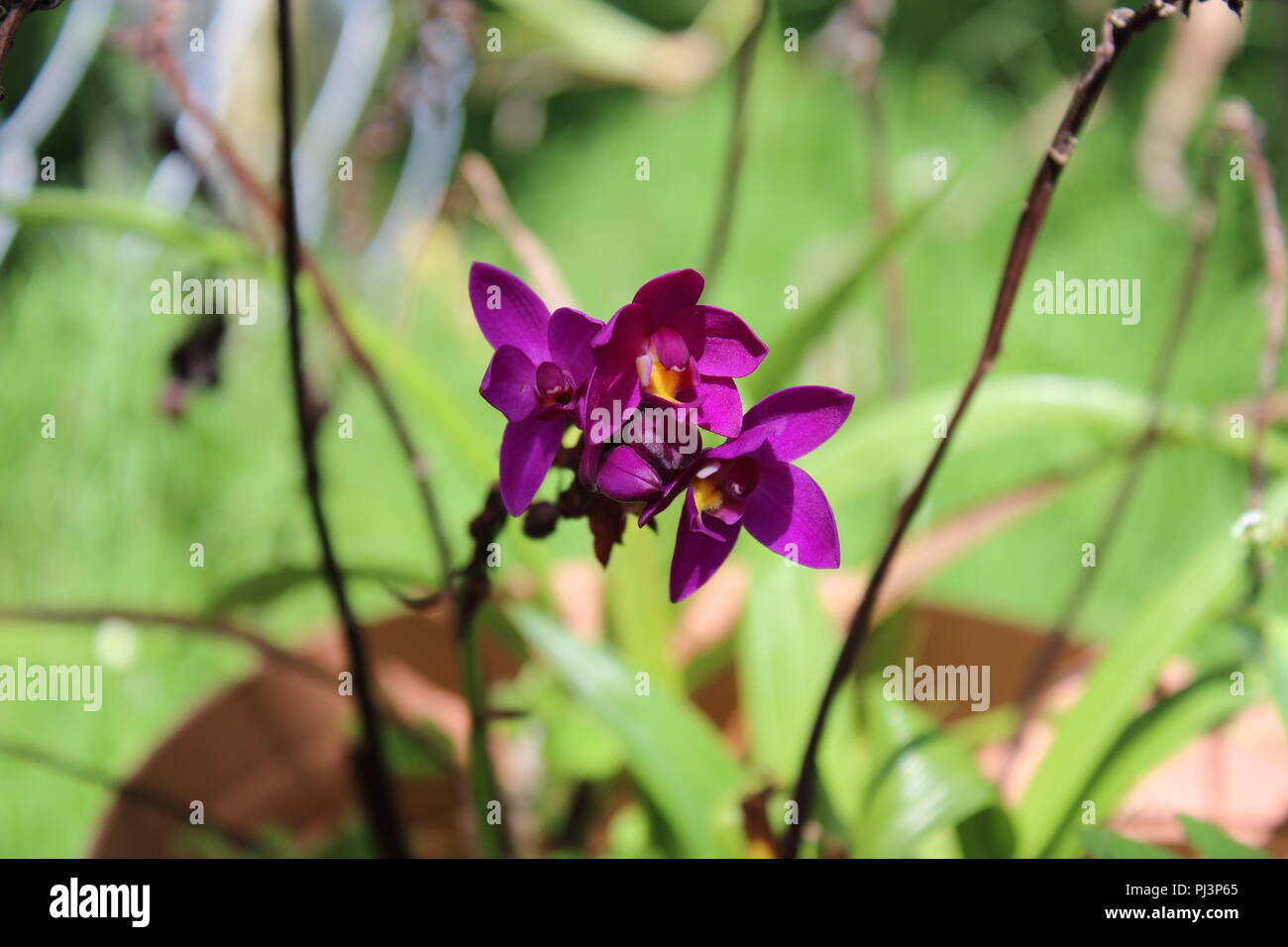 Lila Orchideen (Spathoglottis) Stockfoto