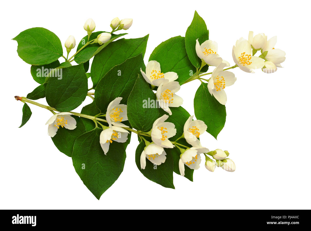 Blumenstrauß aus Jasmin Blüten und Blätter auf weißem Hintergrund Stockfoto