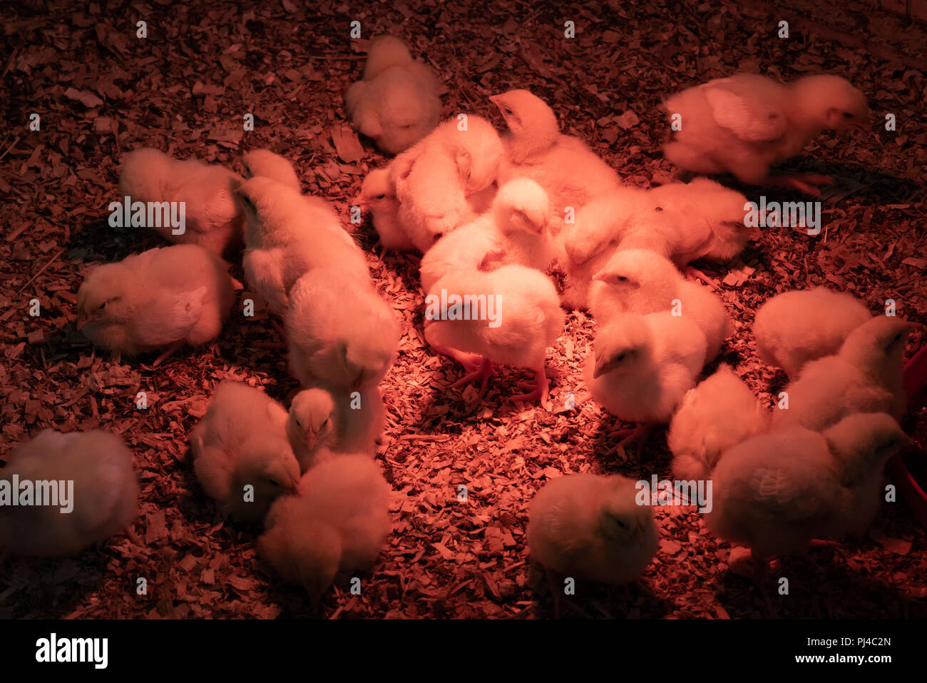 Neu geschlüpfte Küken unter heatlamp Stockfoto