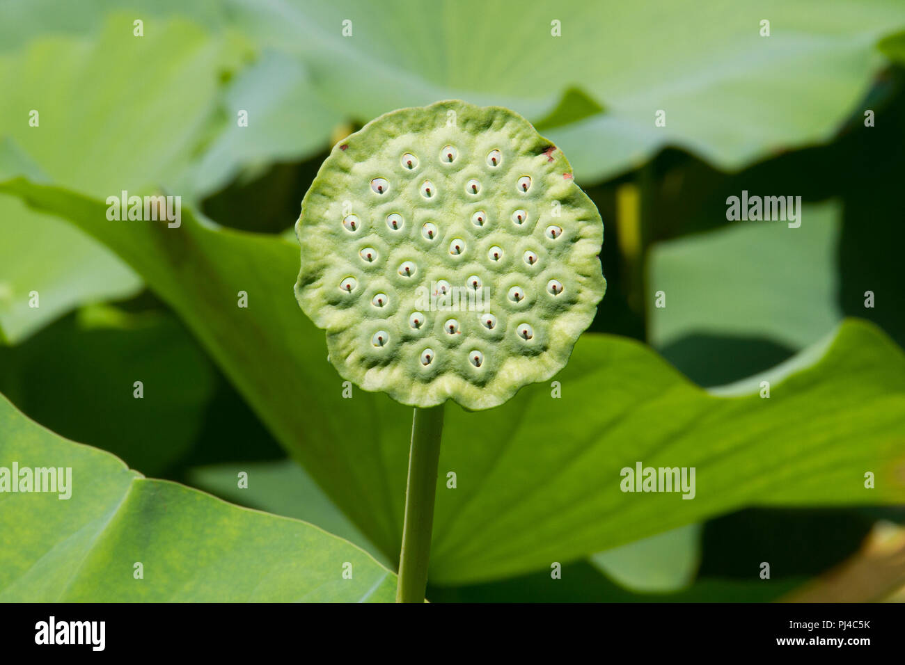 Sead Kopf eines indischen Lotus oder Heilige Lotus, Nelumbo nucifera Stockfoto