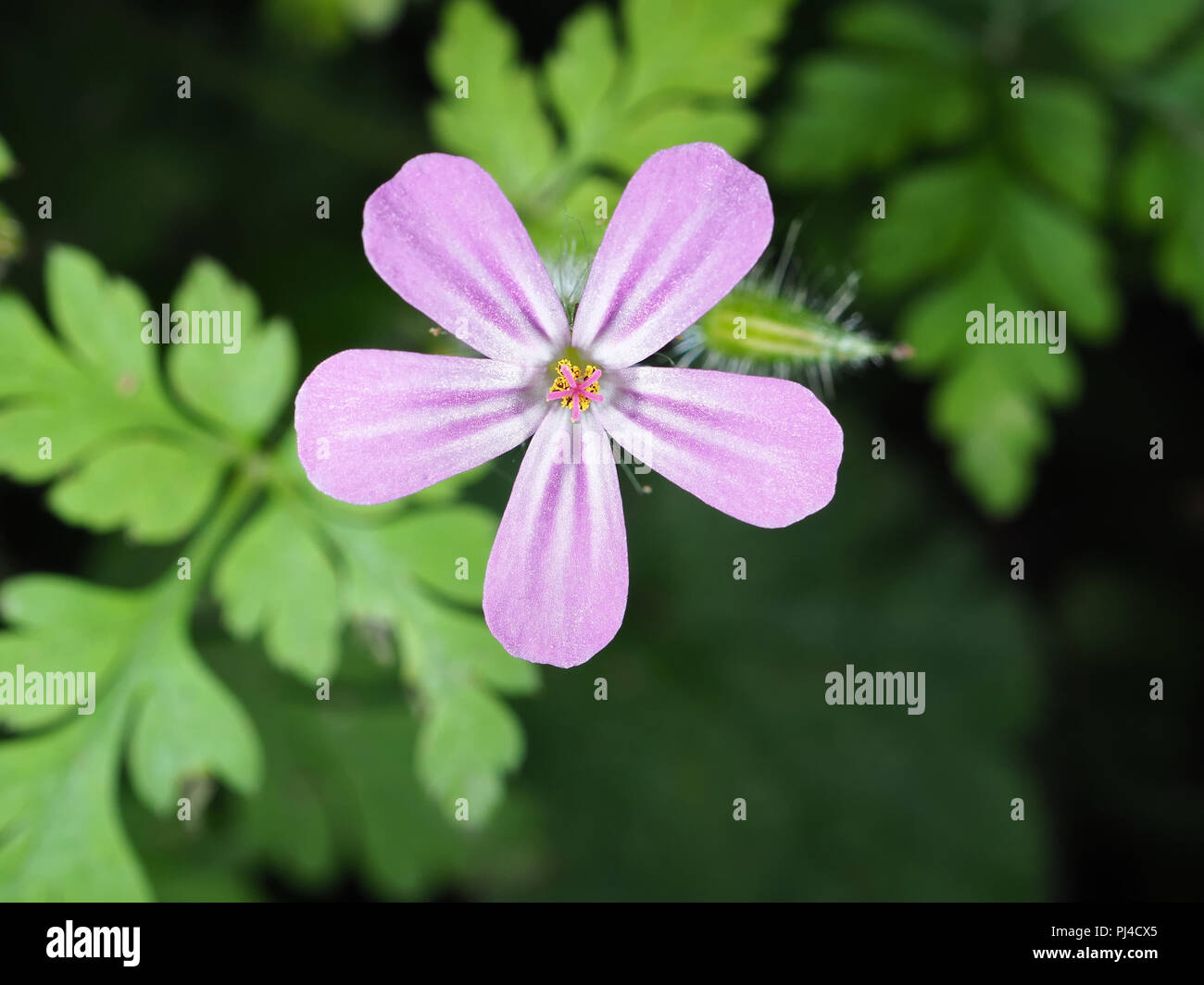 Giftiges Unkraut Herb Robert (Geranium robertianum) Blüte in der Nähe von einem Wald Trail im Staat Washington, USA Stockfoto