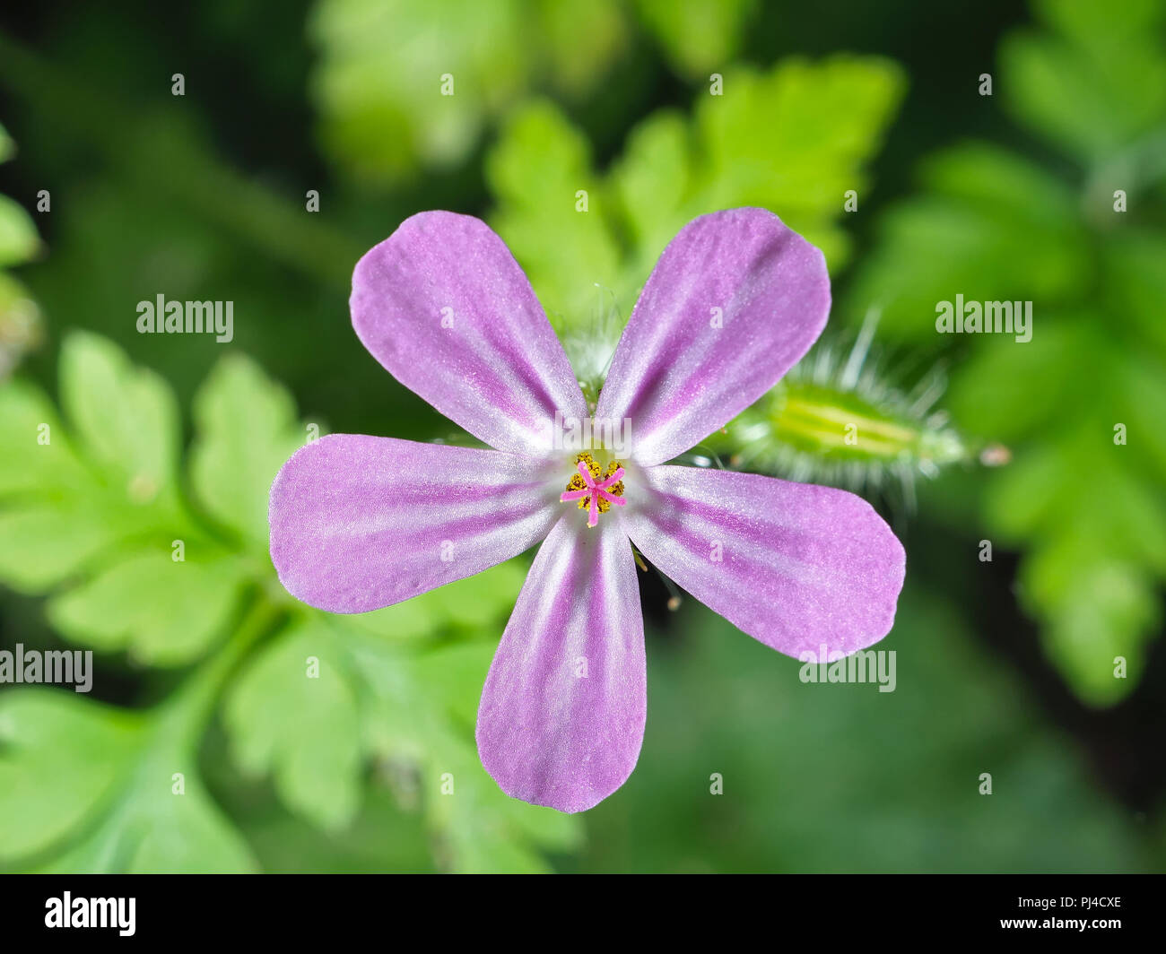 Kraut Robert (Geranium robertianum) Blüte in der Nähe von einem Wald Trail im Staat Washington, USA Stockfoto