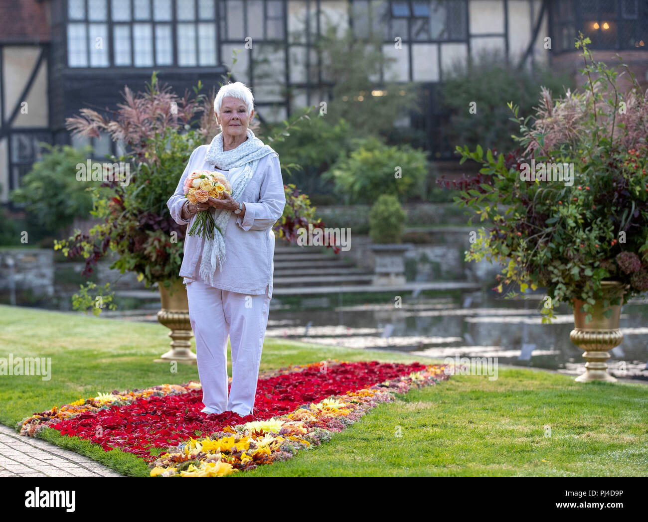 Dame Judi Dench steht auf einem roten Teppich von Blumen vor dem Öffnen der RHS Garden Wisley Flower Show in den Gärten in der Nähe von Woking, Surrey. Stockfoto