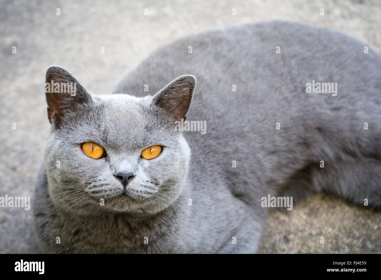 Katze mit orange leuchtenden Augen auf dem Boden Stockfoto