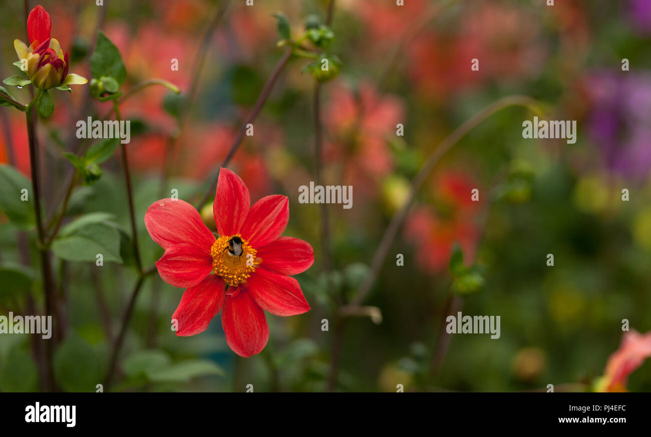 Blühende single Dahlien mit einer Biene Stockfoto