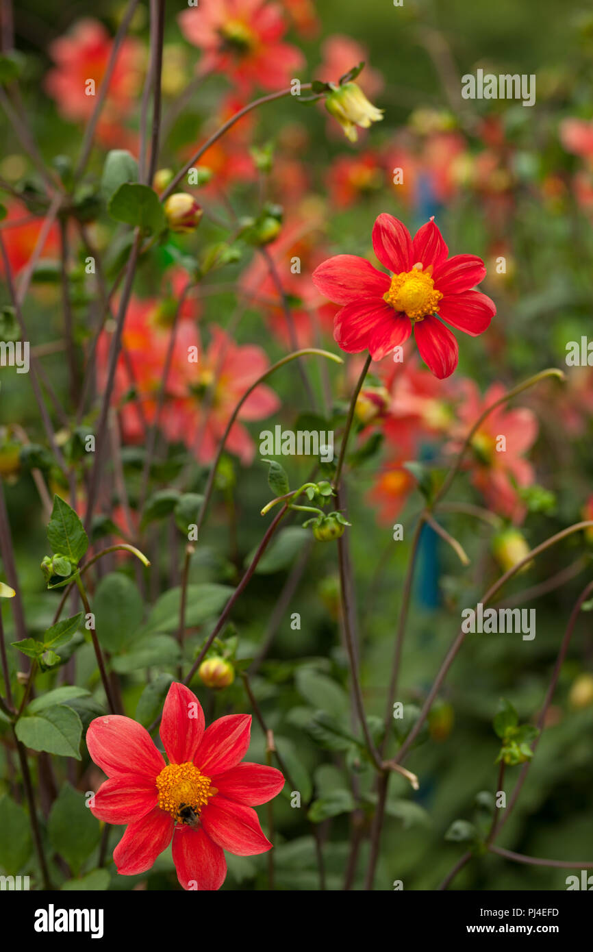 Blühende single Dahlien mit einer Biene Stockfoto