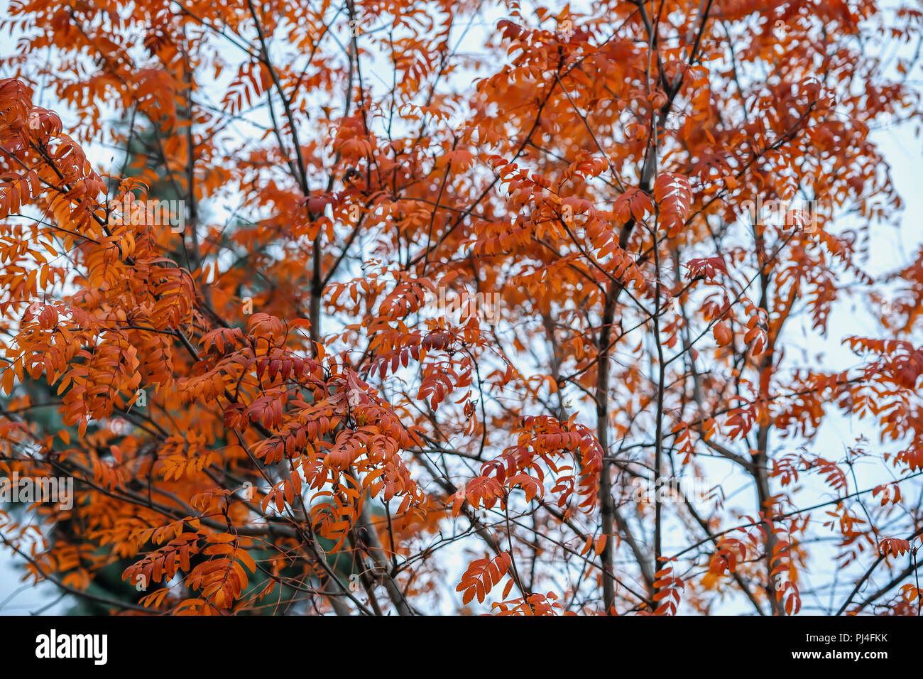 Helle herbst Baumkrone, Rot letzten Blätter. Natürliches Abfallen Hintergrund. Herbst scenic leuchtend bunte Bäume Äste. Jahreszeiten. Stockfoto