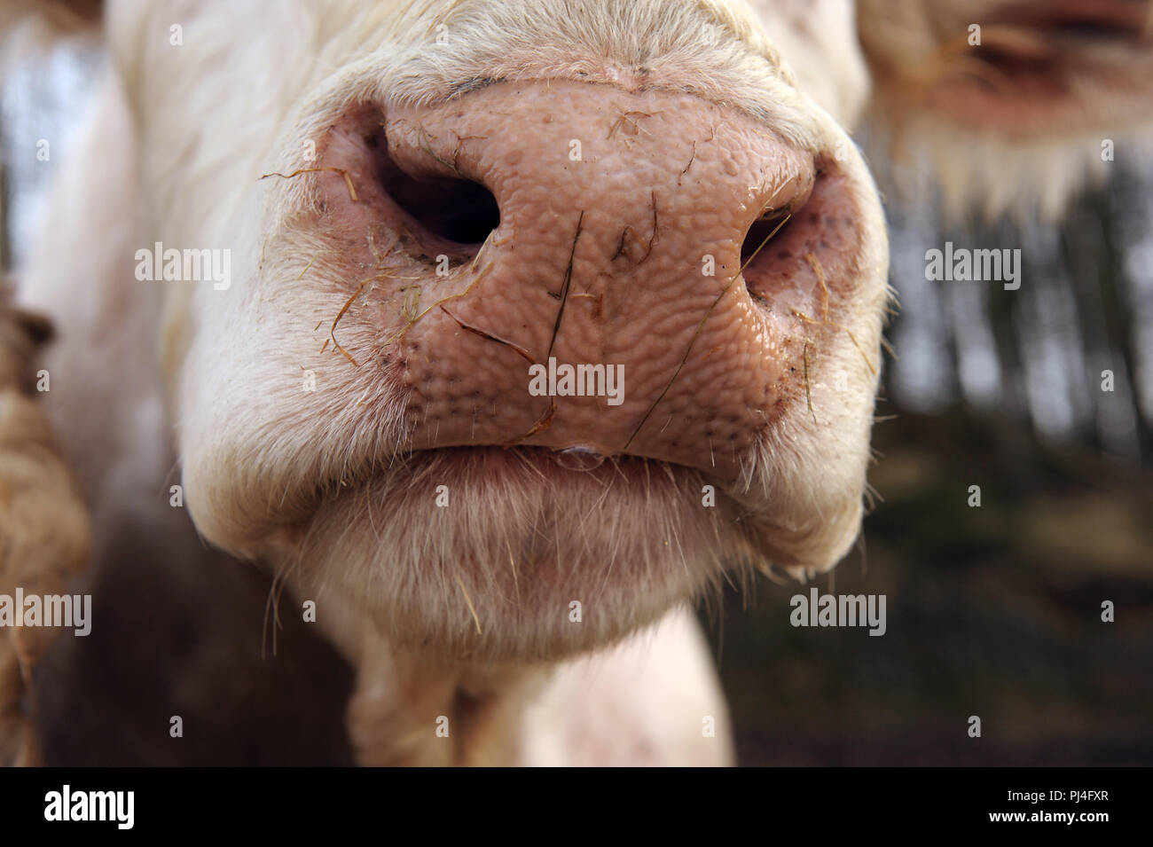 Nahaufnahme der nassen Nase der charolais-Färse Stockfoto
