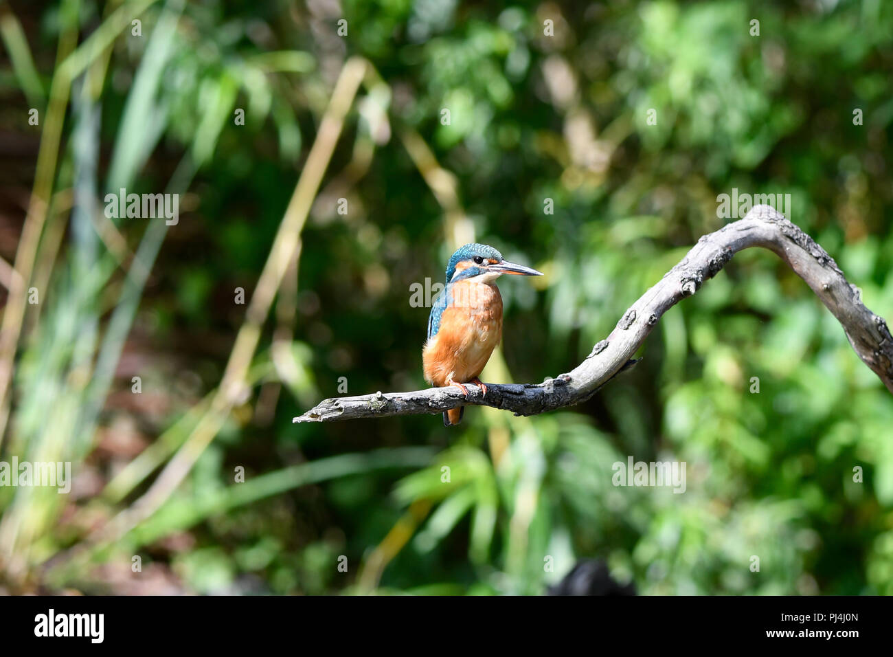 Kingfisher portrait Stockfoto