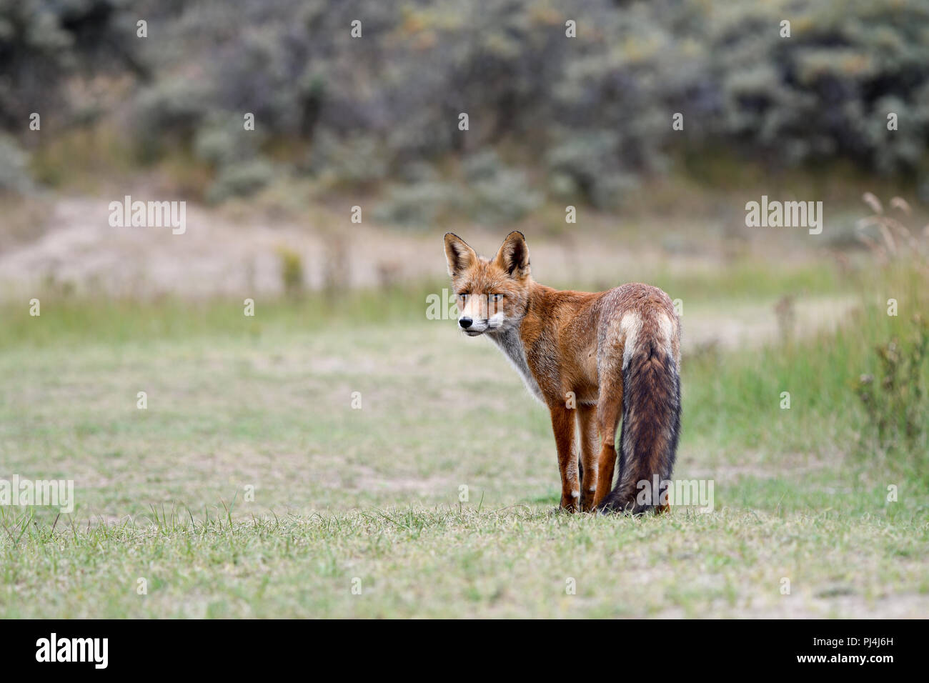 FOX Stockfoto