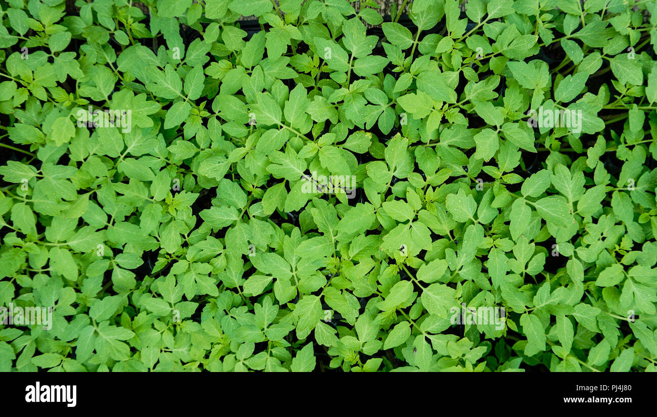 Tomaten Setzlinge auf Fach Ansicht von Oben Stockfoto