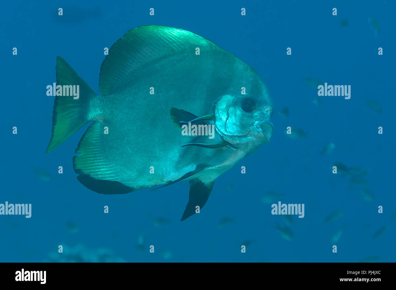 Orbicular fledermausfischen (Platax orbicularis) und cleanerfish in der Reinigungsstation Stockfoto