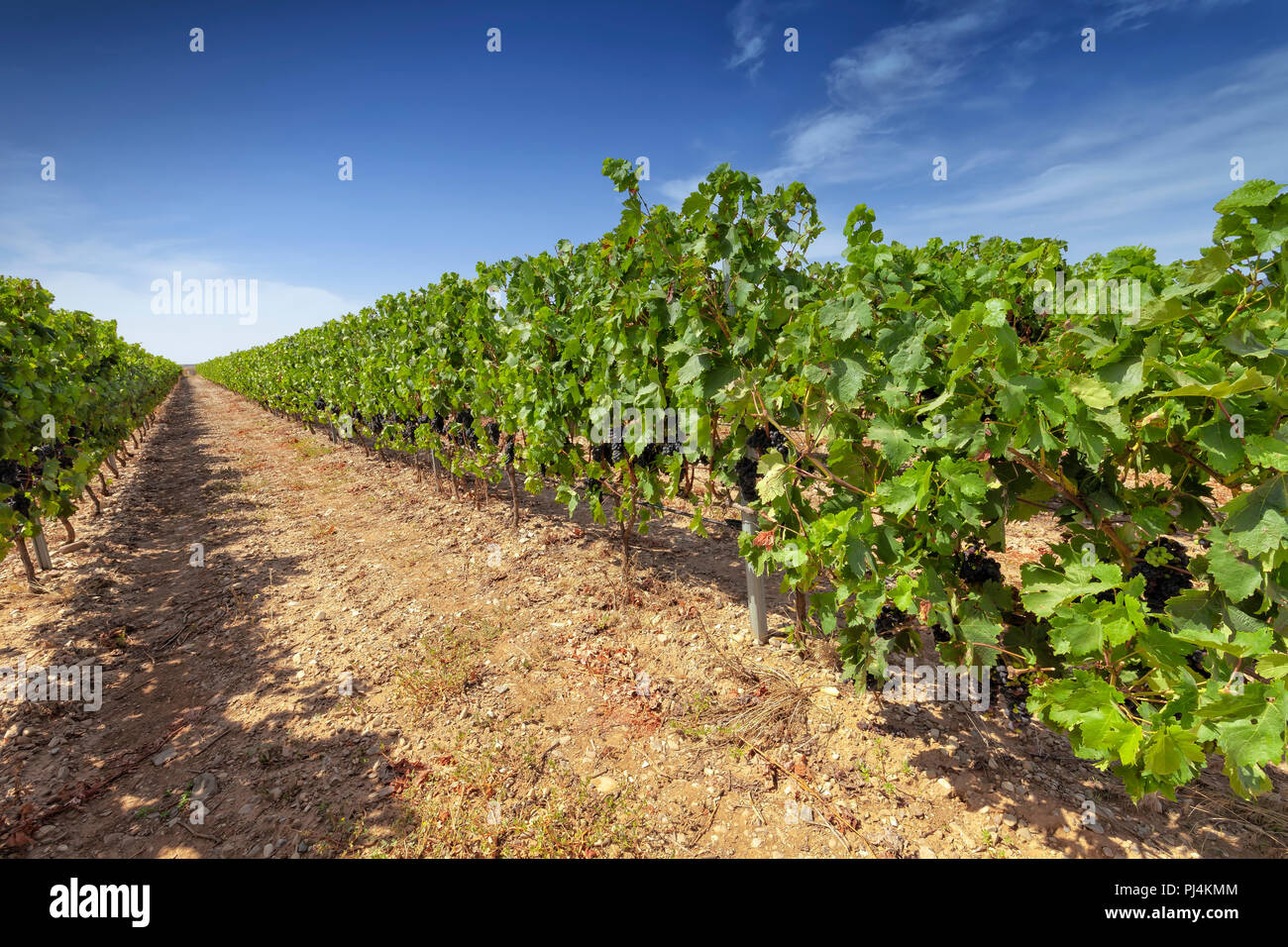 Weinberge in der Region von La Rioja, wo der berühmte Wein mit Ursprungsbezeichnung stammt aus La Rioja in Spanien, wo der berühmte Wein mit designa Stockfoto