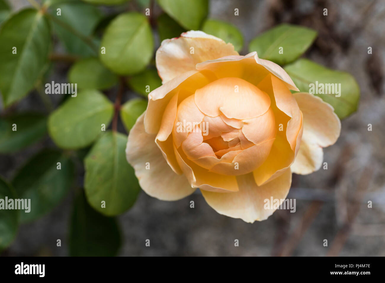 Nahaufnahme der Aprikosenrose - Rosa „Jude the Obscure“ blüht in einem englischen Garten, England, Großbritannien Stockfoto