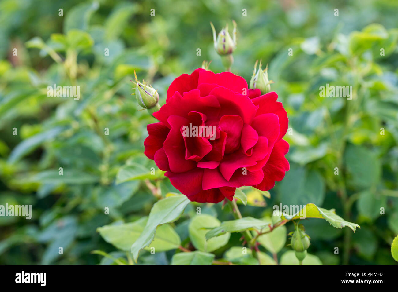 Nahaufnahme einer roten Floribunda Rose - Rosa Frensham blüht in einem englischen Garten, England, Großbritannien Stockfoto