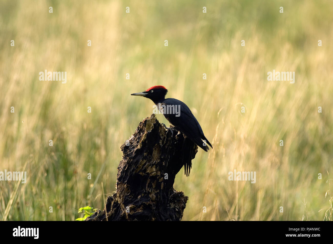 Schwarzspecht (Dryocopus martius) Pic noir Stockfoto