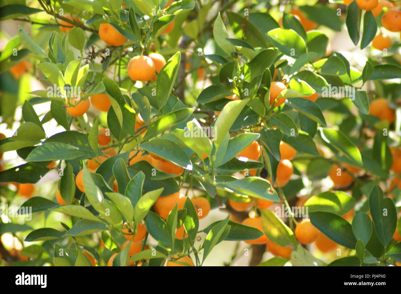 Oranger dans la lumière Du Soir au Jardins Secrets, orange Baum im Abendlicht in die geheimen Gärten, Orangenbaum im Abendlicht in den geheimen Stockfoto