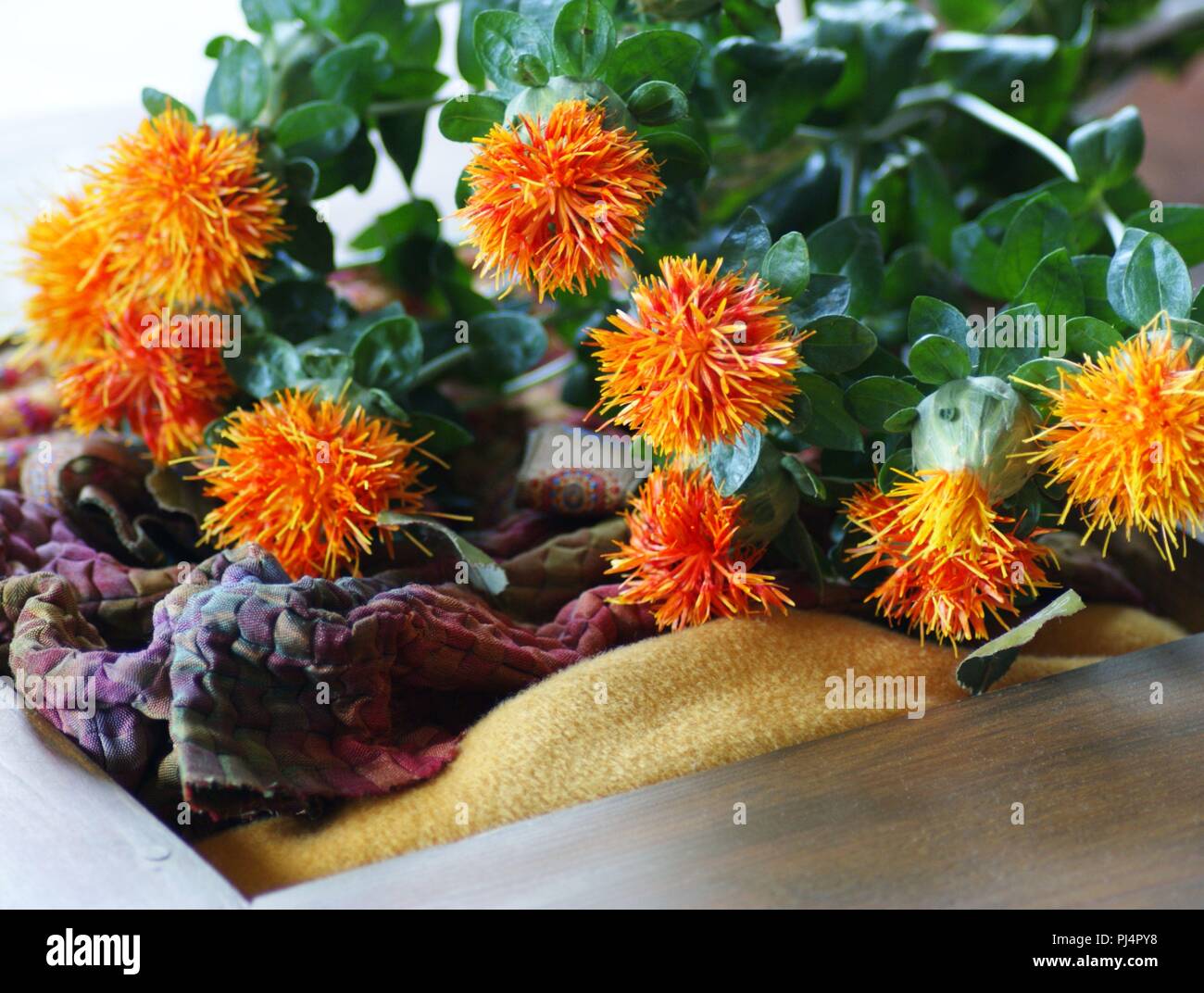 Fleurs Orangen de Carthamus tinctorius dans un-Einrichtung de Tissus de Soie, Flores anaranjadas de Carthamus tinctorius en una decoración de Tela de Seda, Stockfoto