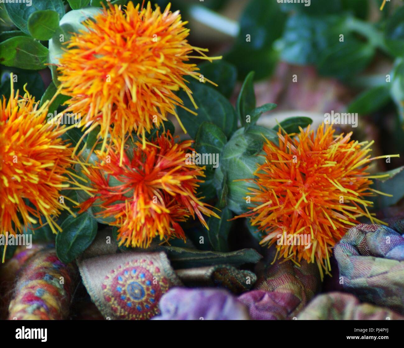 Fleurs Orangen de Carthamus tinctorius dans un-Einrichtung de Tissus de Soie, Flores anaranjadas de Carthamus tinctorius en una decoración de Tela de Seda, Stockfoto