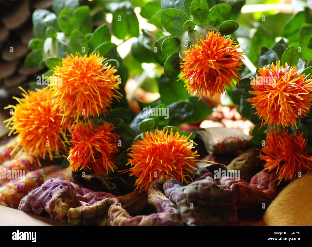 Fleurs Orangen de Carthamus tinctorius dans un-Einrichtung de Tissus de Soie, Flores anaranjadas de Carthamus tinctorius en una decoración de Tela de Seda, Stockfoto
