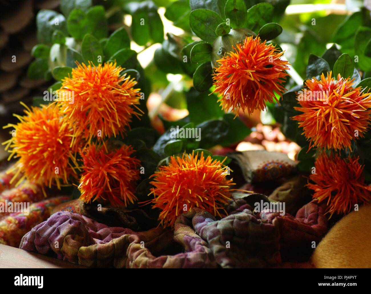 Fleurs Orangen de Carthamus tinctorius dans un-Einrichtung de Tissus de Soie, Flores anaranjadas de Carthamus tinctorius en una decoración de Tela de Seda, Stockfoto