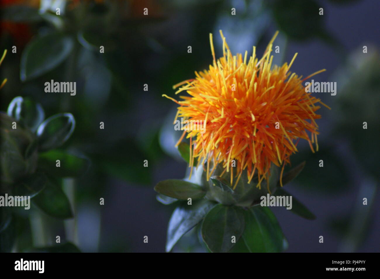 Fleur de Carthamus tinctorius Orange, Schlafmohn oder breadseed Poppy orange Blume, Carthamus tinctorius Orange Blume, Carthamusblüte orangene Stockfoto