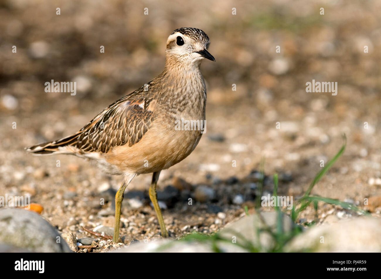 Eurasian Dotterel (Charadrius morinellus) Pluvier Guignard Stockfoto