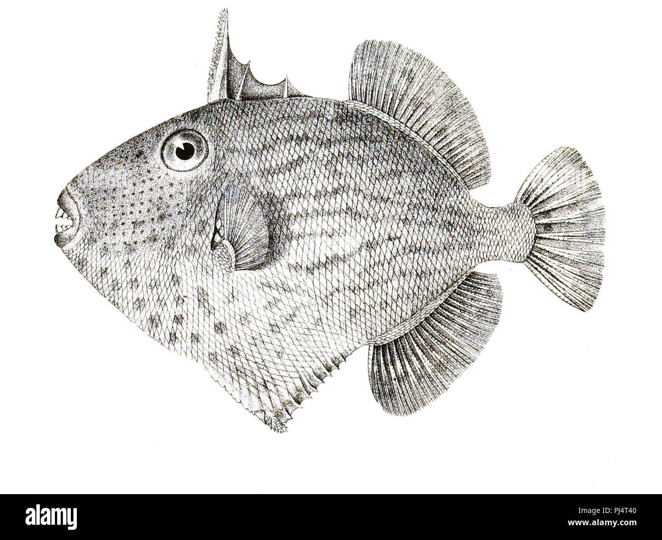 Balistes fuscus Achilles 178. Stockfoto