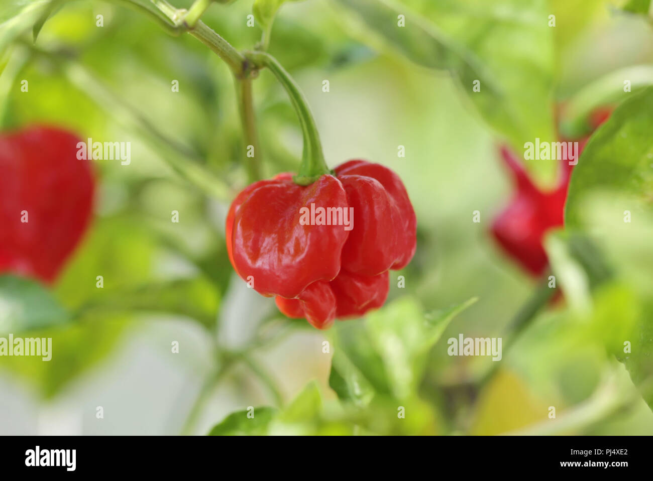 Heißesten Pfeffer in einem Garten Stockfoto