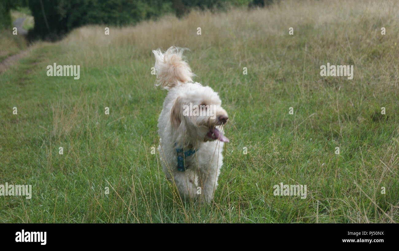 Cockerpoo läuft im Gras Stockfoto